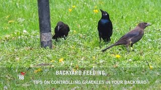 BBN 144  Controlling Grackles in Your Backyard [upl. by Raila]