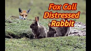 Best Fox Call Distressed Cottontail Rabbit 1hr [upl. by Ahsieym]