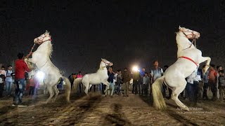 3 Horses Dancing 🦄 on Music Beat Unbelievable [upl. by Radu]