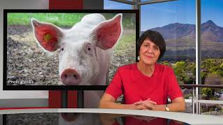 African Swine Fever ASF destroys Western Cape pig farmers herd [upl. by Sivek]