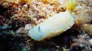 Felimare picta Nudibranch Cap De Creus [upl. by Doehne]