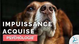 Limpuissance acquise  PSYCHOLOGIE [upl. by Dailey]