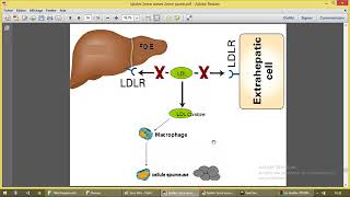 Métabolisme des lipoproteines 3 [upl. by Pedroza]