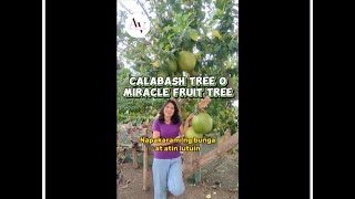 Calabash o Miracle fruit tree marami ang bunga [upl. by Isabella]