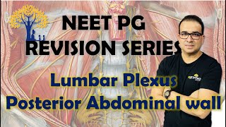 NEET PG Lumbar plexus amp Posterior Abdominal wall [upl. by Nnilsia492]