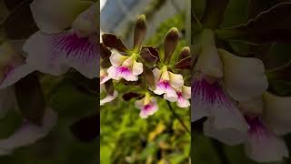 Anggrek Encyclia orchids Encyclia [upl. by Ehtyde108]