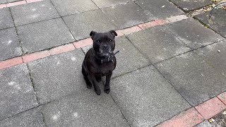 Staffordshire Bull Terrier waits attentively for grandma 🧐 [upl. by Anitnauq398]