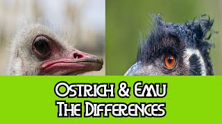 Ostrich amp Emu  The Differences [upl. by Monique]