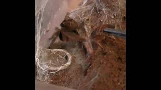 Feeding a Zimbabwe Grey baboon tarantula  Ceratogyrus meridionalis [upl. by Jewel]