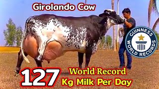 World Record Highest Milking GIROLANDO Cow 127 KG  Guinness World Record  Full Detailed Video [upl. by Belinda]