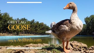 Greylag Goose Anser Anser [upl. by Harriett]