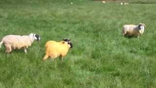 Scottish Orange Sheep Highlands Of Scotland July 21st [upl. by Lohcin857]