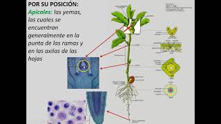 Los meristemos en el cuerpo vegetal [upl. by Almita]