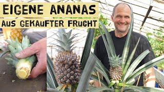 Ananas selber ziehen und ernten aus gekaufter Supermarktananas Anleitung zur eigenen Pflanze [upl. by Iaw]