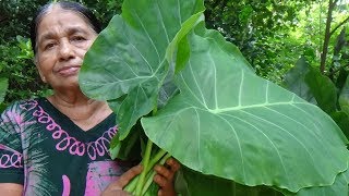 Healthy Foods  Cooking Green Taro Leaves in my Village by my Mom  Village Life [upl. by Mcdonald]