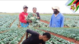 Farming Agriculture Agricultura Cabbage farming Agrolife Cabbage farming tips AgritechAgro [upl. by Vinia]