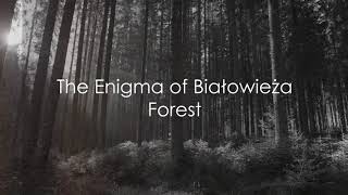 Discovering Białowieża Forest  A Natural Jewel of Poland and Belarus [upl. by Werbel]