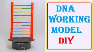 dna science project working model 3d diy at home  craftpiller  diy biology project [upl. by Nimar]