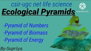 Ecological pyramids  pyramid of number  Biomass  Energy  Ecology  csir net life science [upl. by Phail285]