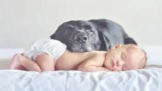 Chiens drôles  Meilleure Garde animaux pour bébés Compilation 2014 [upl. by Lipkin]