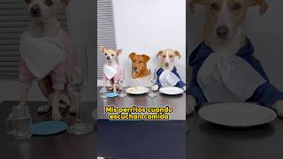 Ya es hora de cenar perritos hambriento [upl. by Mccartan]