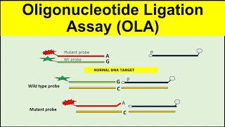 Oligonucleotide Ligation AssayOLA [upl. by Arahsal]