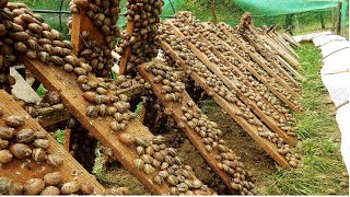 Amazing Snail Farm Technology 🐌  Snail Harvest and Processing  Products of Snail  Snail caviar [upl. by Macintyre]