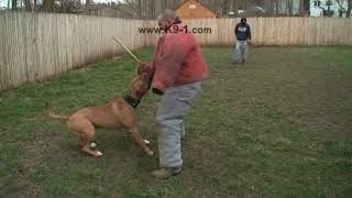 Attack Trained Bandogge Bites the Weapon Arm Dog Training with K91 [upl. by Ycat]