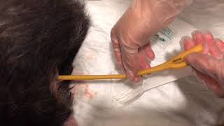 Placement of rectal foley catheter in a dog [upl. by Azarcon]