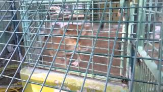 Tiger Lion Leopards Feeding Chicken in Dubai Zoo [upl. by Darelle]