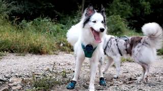 Ruffwear Flagline™ Harness [upl. by Nivram4]