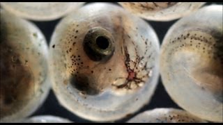 Fish hatching from eggs under the microscope [upl. by Aierbma]