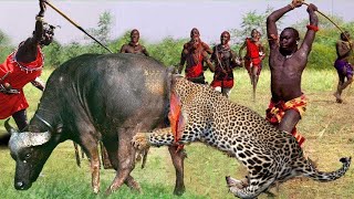 What Happens When A Hungry Leopard Dare To Hunt Buffaloes Of The Strongest Natives In Africa [upl. by Anekam]