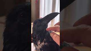 Corvid Pin Feathers Being Preened By Person birds crow raven feather animals friends [upl. by Aenet]