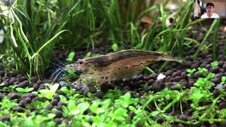 Breeding Amano Shrimp is EASY Complete Detailed Presentation  Avatar Aquatics Method [upl. by Nedearb]