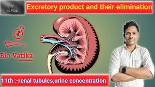 Bio vatika  class  11th  Excretory product and Their Elimination II FUNCTION of renal tubule [upl. by Lynnelle]