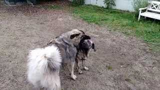 Caucasian shepherd vs Fila Brasileiro [upl. by Wiley527]