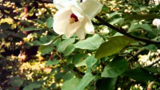 Magnolia sieboldii Timelapse flower opening [upl. by Ioved]