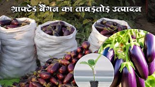 Grafted Brinjal Grafted Bangan ki kheti farming graftedbaigan khansir [upl. by Anaib]