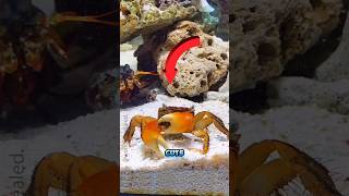 Crabs cut off their own claws 🦀🦀 amazingfacts [upl. by Dustan]