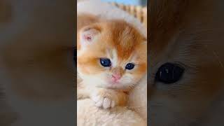 Sweetie kittens meowing 😍🐾🐈cat shorts viralshorts catlover [upl. by Gnirol]