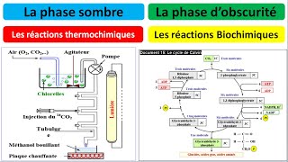 Les réactions thermochimiques  réactions de la phase obscure  la phase sombre شرح بالداريجة [upl. by Bigler]