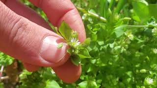 The Weed Every Garden Should Have Plant Profile Chickweed [upl. by Aronoel]