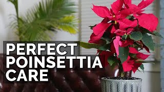 How to Care For Poinsettias And Make Them Bloom Next Year [upl. by Adnovahs879]