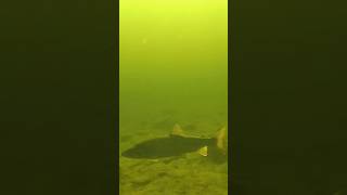 Lake trout cruising through at Schoodic Lake [upl. by Esidnak]