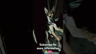 Gsd training💖🙏 Subscribe for more Videos shorts gsd dogshorts [upl. by Hubsher]