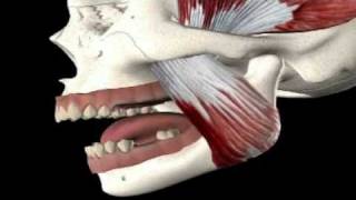 Pain in the Jaw Symptoms amp Treatment [upl. by Thornburg677]