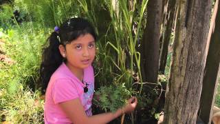 DICCIONARIO DE PLANTAS MEDICINALES MAPUCHE [upl. by Dorrie]