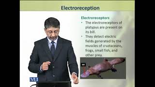 Electroreception  Animal Physiology and Behavior Theory  ZOO502TTopic060 [upl. by Wilhide]