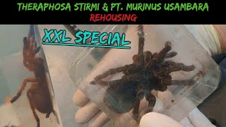 Theraphosa Stirmi amp Murinus Usambara  XXL Folge  Rehousing vogelspinne stirmi murinus [upl. by Nodnal720]